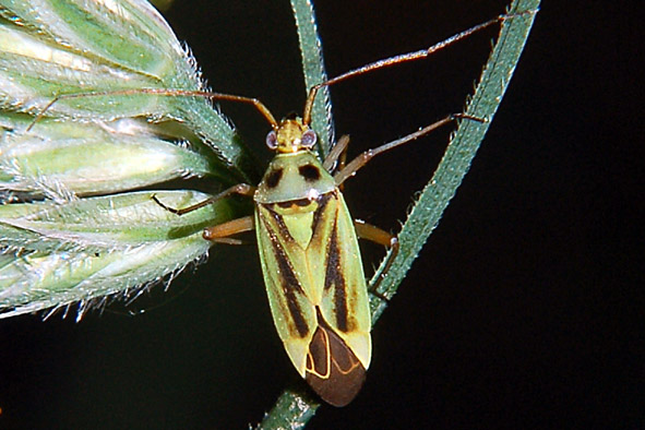 Stenotus binotatus